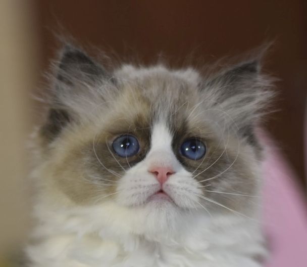 images/AvailableKittens/Luna website.jpg